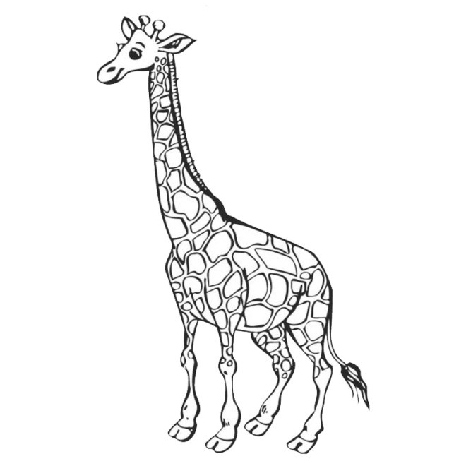 girafe simple 9693 660x400