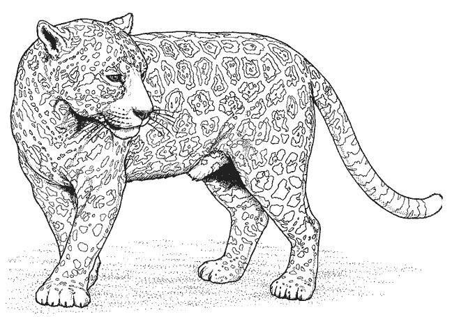 mandala animaux sauvages inspirant photos coloriage panthere d afrique dessin gratuit a imprimer de mandala animaux sauvages