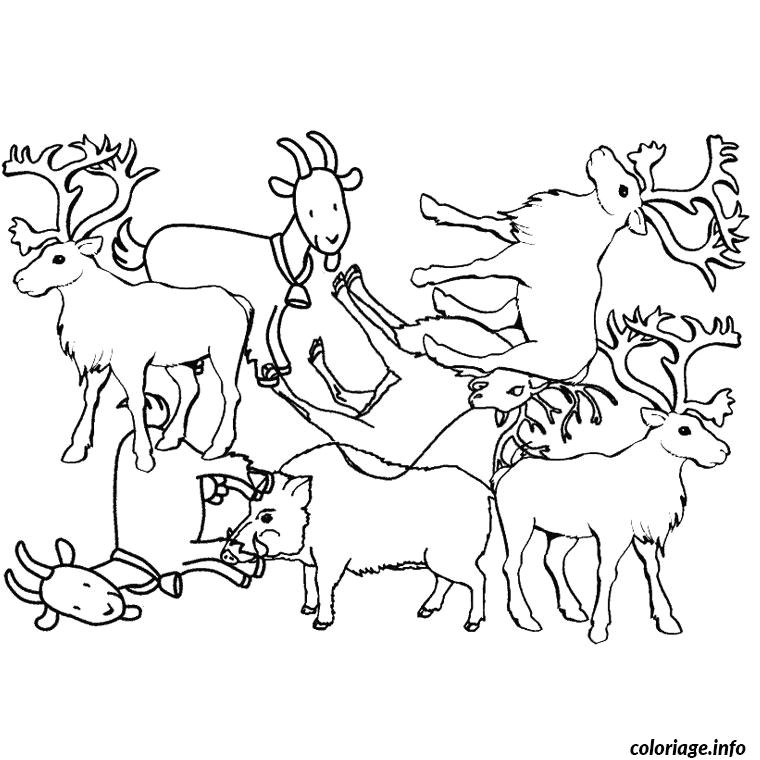 animaux pole nord coloriage dessin 113