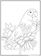 animaux coloriages 02