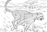Coloriage A Imprimer D Animaux Sauvages Coloriage Animaux Sauvages