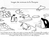 Coloriage Animaux Banquise Coloriage   Imprimer Imagier Des Animaux De La Banquise