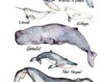 Coloriage Baleine à Bosse Les 149 Meilleures Images De Baleines