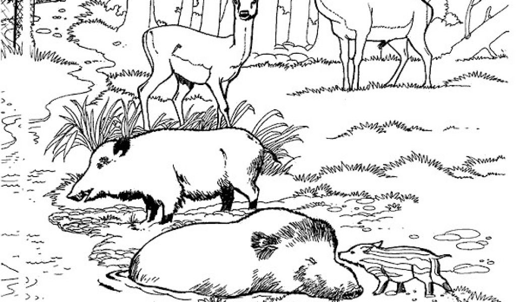 Coloriage Chasseur Sanglier 5 Dessins De Coloriage De Chasse Au