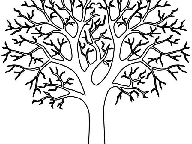 Coloriage D Un Arbre Un Arbre Sans Feuilles à Colorier Coloriage