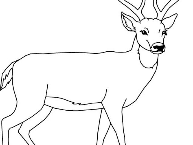 Coloriage De Biche  A Imprimer Gratuit Un Cerf Coloriage 