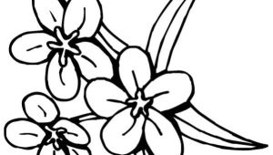 Coloriage De Fleur De Tahiti Coloriage Fleur Tiare Tahiti Dessin Gratuit à Imprimer