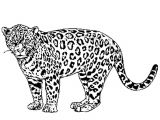 Coloriage De Jaguar A Imprimer Dessin Jaguar Facile