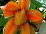 Coloriage De La Martinique Carambolo Star Fruits Martinique