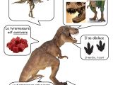 Coloriage De T Rex A Imprimer Fiche T Rex … Dinosaurios Pinterest