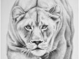 Coloriage De Tete De Tigre Lioness with Crown Tattoo Google Search