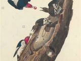 Coloriage De Woody Woodpecker Woodpecker Graphics Stockfotos & Woodpecker Graphics Bilder