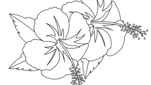 Coloriage Fleur D Hibiscus Coloriages Fleurs Hibiscus