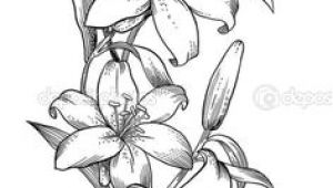 Coloriage Fleur De Lys Royale Les 32 Meilleures Images De Dessin orchidée
