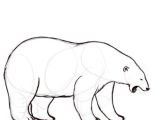 Coloriage Ours Blanc 700 Best Ours Dessins Images by Nanon Family On Pinterest