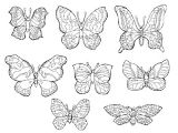 Coloriage Papillons A Imprimer Gratuit Index Of Albums Photos Papillon Coloriage