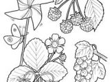 Coloriage Pirouette Cacahuète Color & Garden Vegetables Dover Publications