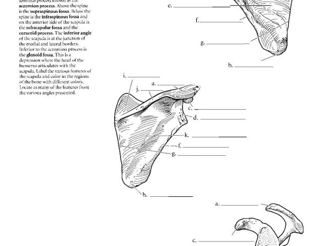 Download Coloriage Pour Enfant Pdf Kaplan Anatomy Coloring Book Pdf ...