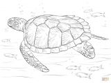 Coloriage tortue De Terre Les 9 Meilleures Images Du Tableau Illustrations Sur Pinterest