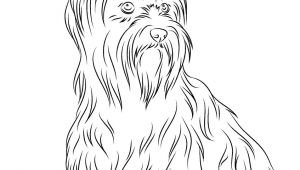 Coloriage Yorkshire Coloriage Yorkshire Coloriage Yorkshire Terrier Beau – Pages  